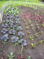 Vegetable garden, Dunham Massey, Chris and Kate